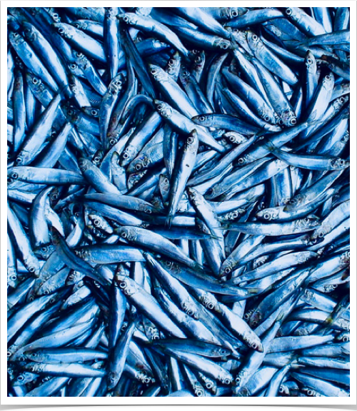 "Catch of the Day" - juvenile sprat.